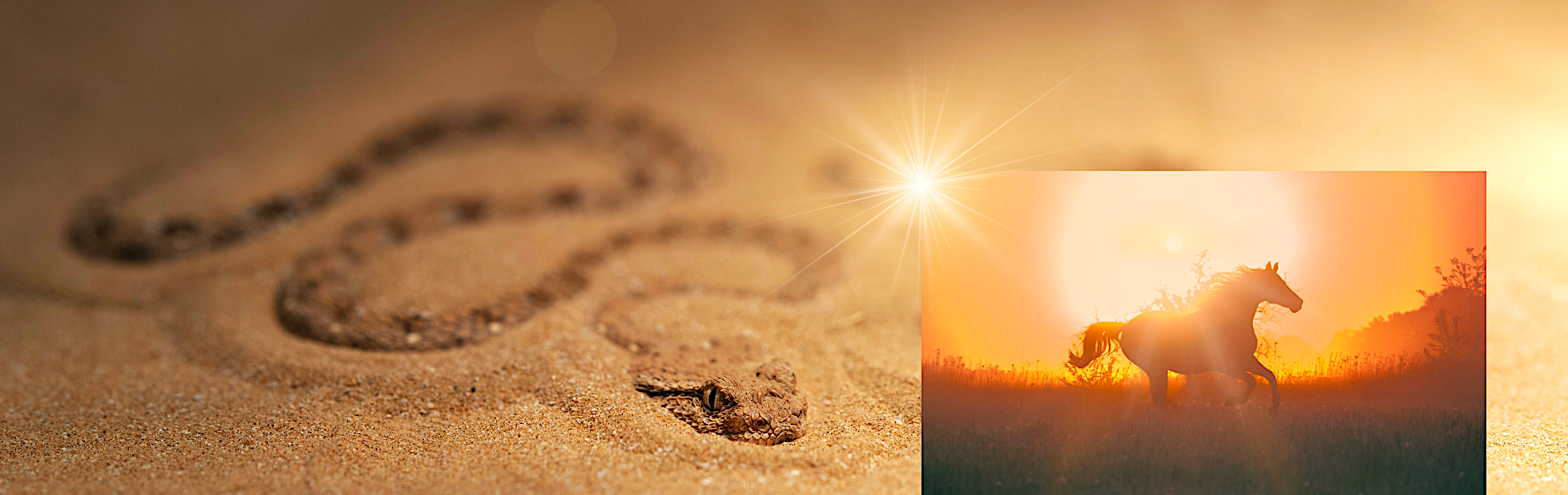 Úvodní fotka - najdisvakridla.cz